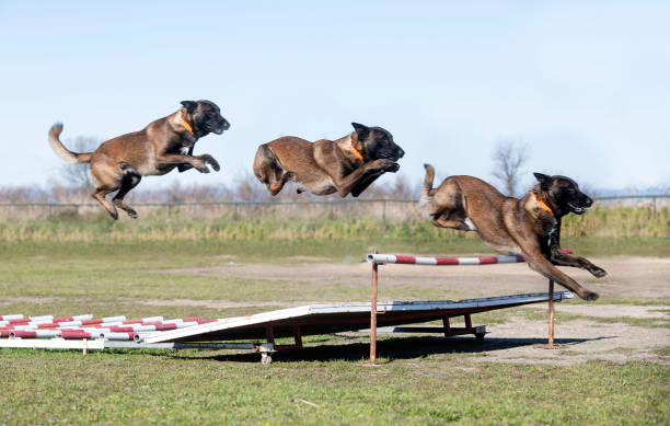 formation de berger belge - belgian sheepdog photos et images de collection