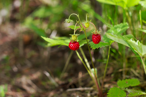 Wild Woodland Strawberry