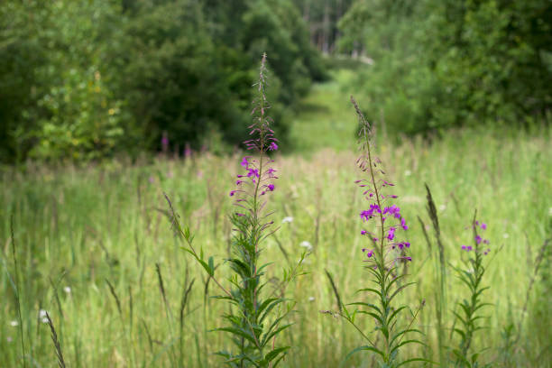 pink flowers willow-herb plant in summer forest