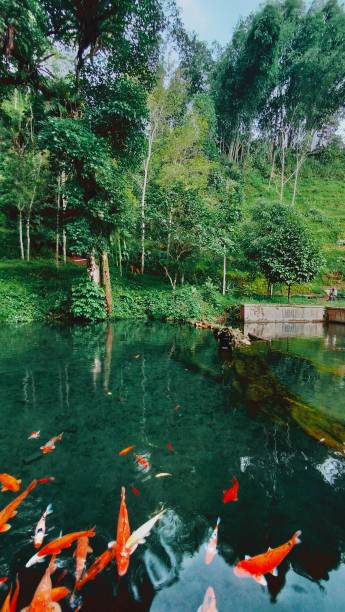istock nature in Indonesia 1466106432
