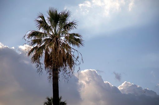 Clouds and a palm tree make an ideal photo frame for a computer background.
