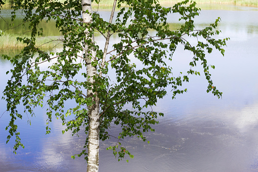 green birch tree near the lake with blue sky reflection
