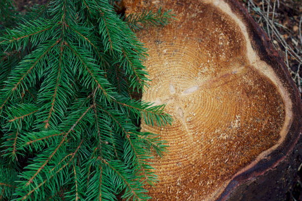 christmas tree background with green fir branches and cuted stump