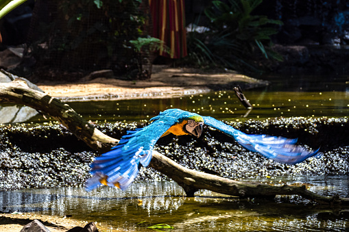 El Guacamayo Azul y Amarillo en Foz do Iguacu Brasil. Ara ararauna es un gran loro sudamericano photo