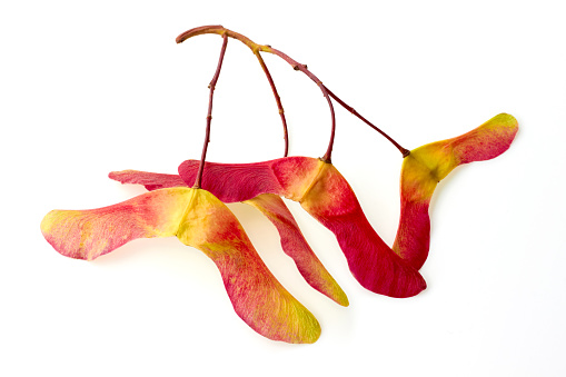A bunch of red-yellow maple seed pods isolated on a white background. Autumn Canada concept