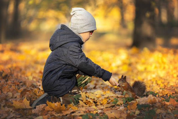 A little boy feeds a squirrel with his hands in the autumn park. Squirrel makes supplies for the winter. stock photo