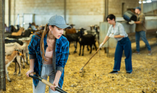 istock Focused young woman farmer sweeping goat shelter 1466116369