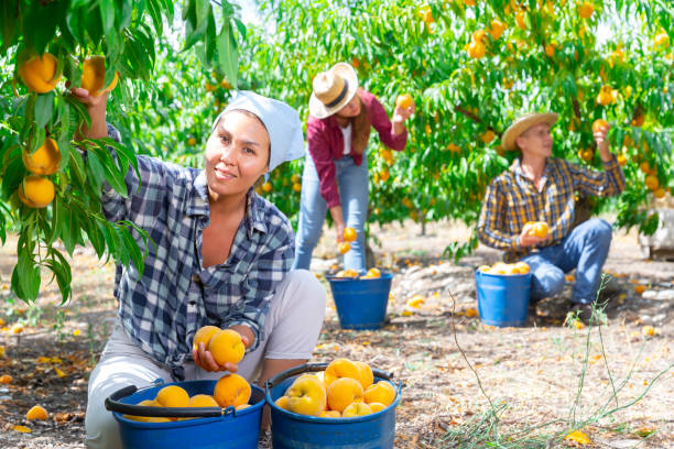 istock Woman harvesting peaches 1466117216