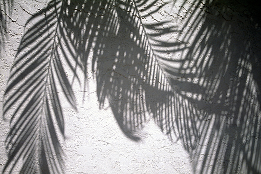 White Wall With Tropical Shadows