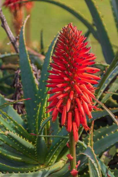 istock Candelabra Aloe Plant 1466119549