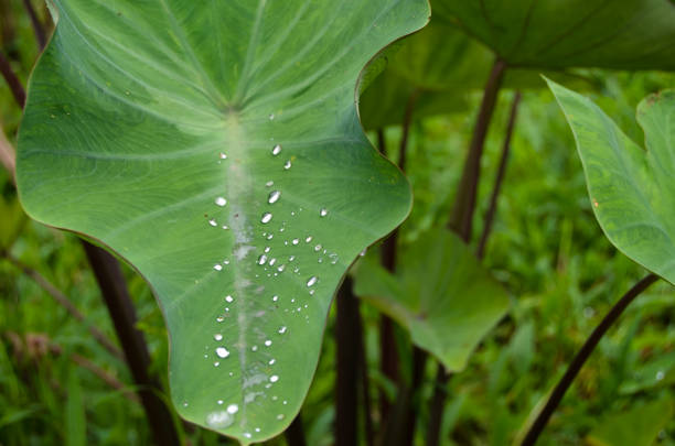 Water droplets on taro plant leaves