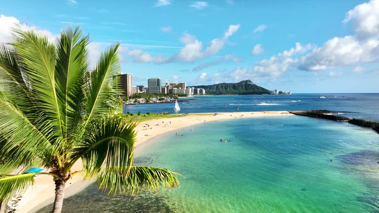 Drone Waikiki Hawaii. Tropical nature. Aerial view palm trees in Hawaii. Honolulu popular tourism destination on Oahu.