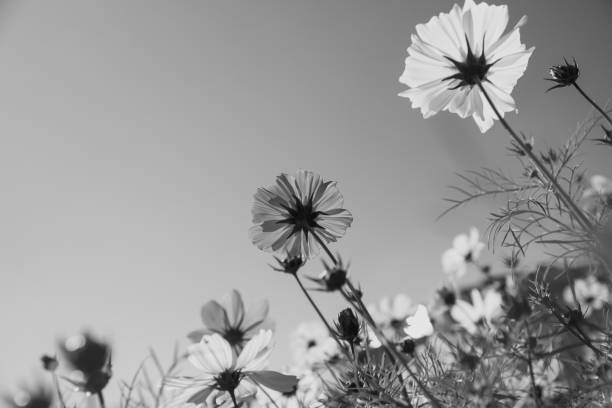 istock Cosmos flower in black and white, Beautiful nature background 1466128111