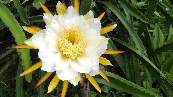 dragon fruit flower or hylocerius which has a beautiful yellowish white color in the flower garden