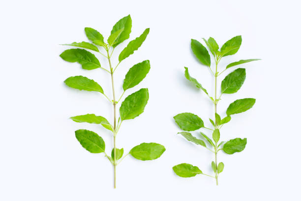 istock Holy basil leaves on white background. 1466129563