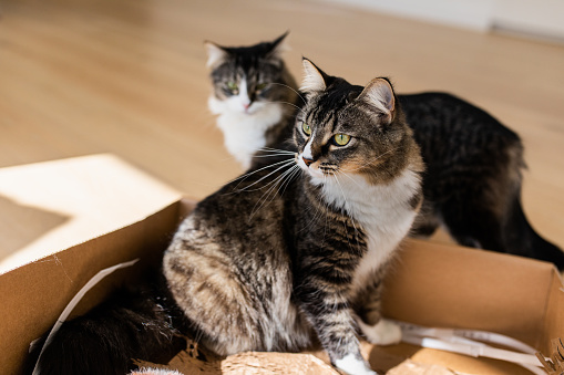 Hermosas gatas hermanas en una caja photo