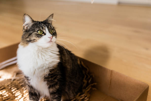 istock Beautiful playful cat in a box 1466130071