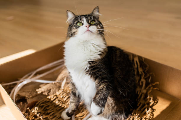 istock Beautiful playful cat in a box 1466130116