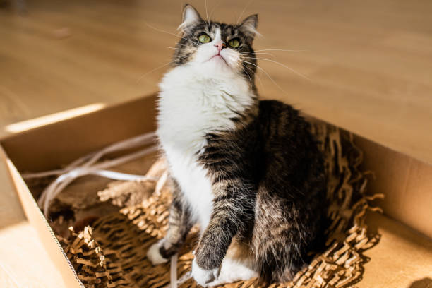 istock Beautiful playful cat in a box 1466130119