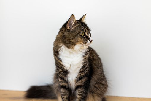 Portrait of a tabby x ragdoll cat sitting against a white wall indoors