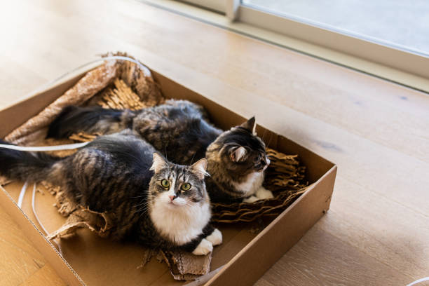 istock Beautiful cats in a box 1466130153