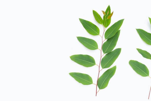 istock Green leaves of eucalyptus on white 1466130156