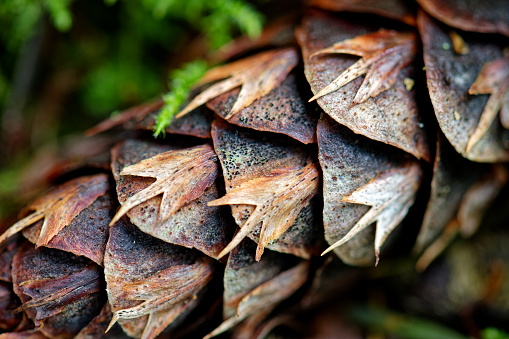 Doulgas fir cone close-up on Salt Spring Island, BC Canada