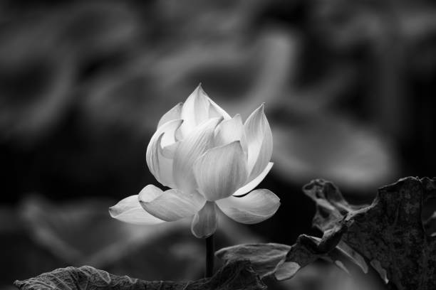 Beautiful lotus in black and white.