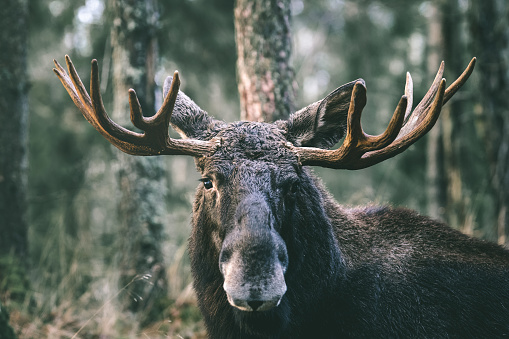 Retrato de un toro alce con grandes astas de cerca en el bosque. photo