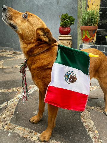 A pet dog with a Mexican flag