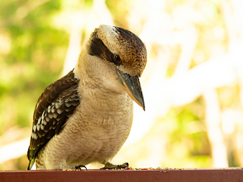 Close up of Kookaburra sitting on a rail