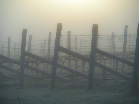 Morning fog and frost on an winter vineyard in the Yarra Valley