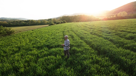 Farmer examining wheat field in an organic farm. Agronomist doing quality control.