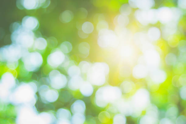 istock Abstract green foliage and tree in jungle blur with sun light spring summer. Farming concept on plant forest and environment day of farmer organic building sunshine on leaf herb lush soft in ecology. 1466138042