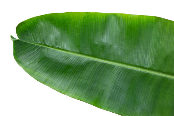 istock Fresh banana leaf on white background. 1466139905