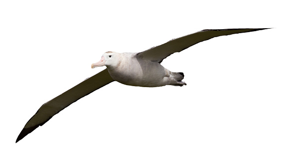 A clipped seabird the Waved Albatross Phoebastria irrorata on an isolated white background