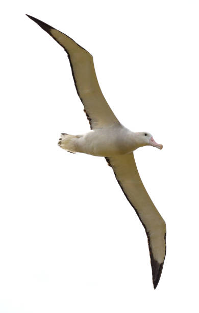 Waved Albatross Phoebastria irrorata facing right isolated on clean white background stock photo