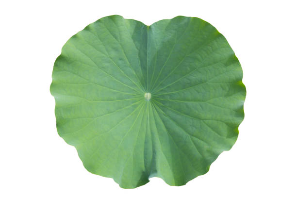 istock Green leaf of lotus flower 1466142766