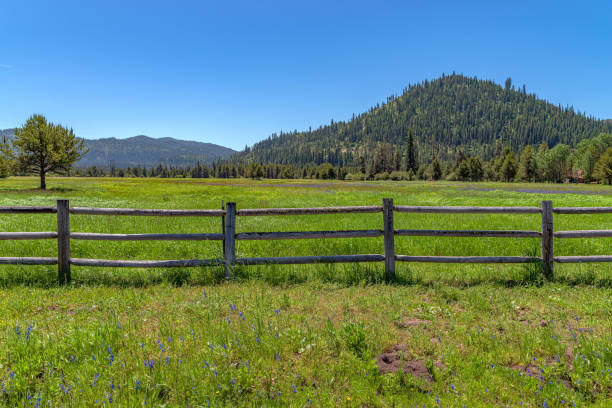 istock Flower Field In Garden Valley, Idaho 1466142885