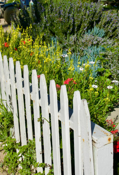 istock Sunny garden with white picket fence 1466144081