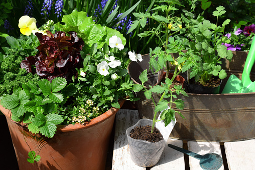 planting vegetable seedlings in the garden.