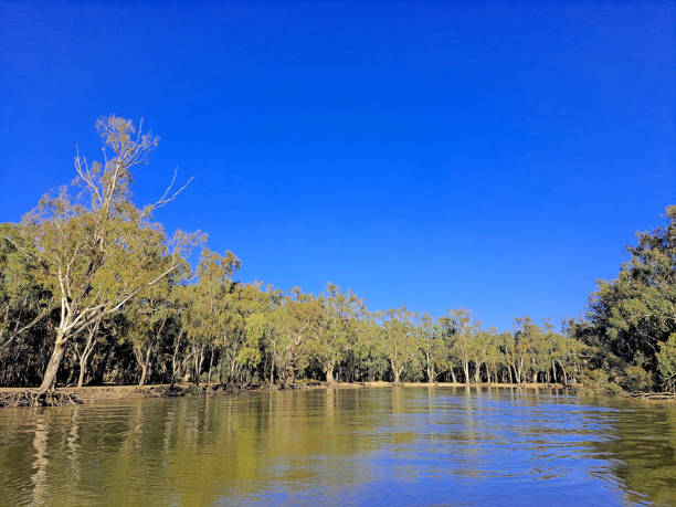 istock Barmah, Victoria, Australia 1466144948