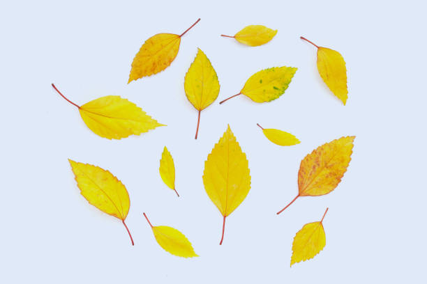 istock Hibiscus leaves on white background. 1466145979
