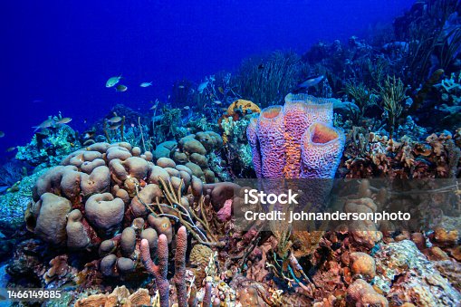 istock Caribbean coral garden 1466149885