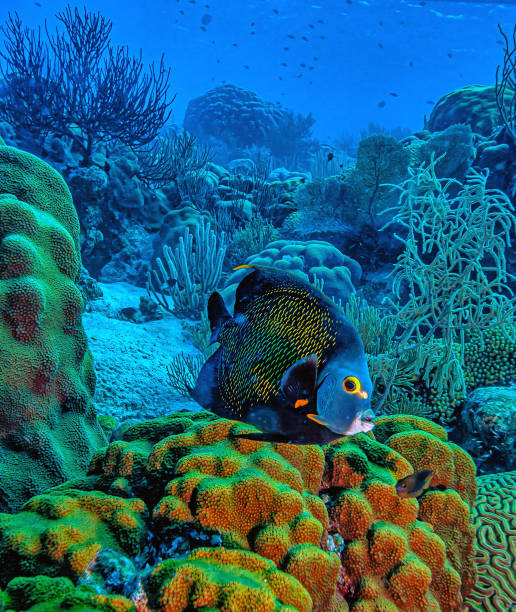 Caribbean coral reef off the coast of the island of Bonaire