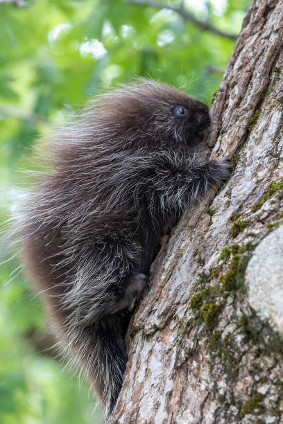 istock A young porcupine in a tree 1466157113