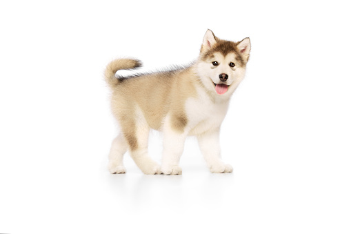 Studio shot of fluffy cute beautiful Malamute puppy isolated over white background. Pet looks healthy and happy. Concept of care, love, animal life. Nice small dog posing. Copy space for ad
