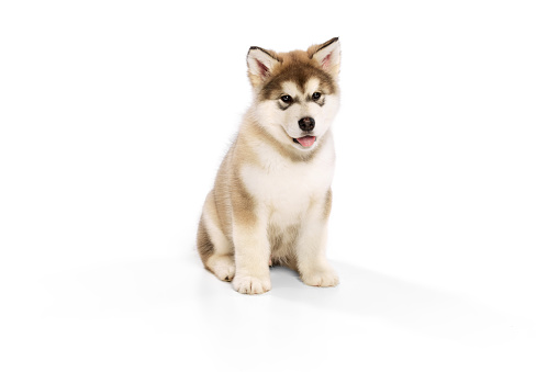 Studio shot of fluffy cute beautiful Malamute puppy isolated over white background. Pet looks healthy and happy. Concept of care, love, animal life. Nice small dog posing. Copy space for ad
