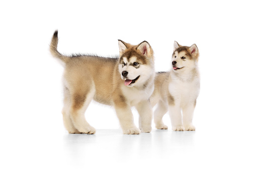 Two beautiful cute puppies of Malamute dog standing together isolated over white background. Beauty, friends, love, care and animal health concept. Pet looks groomed