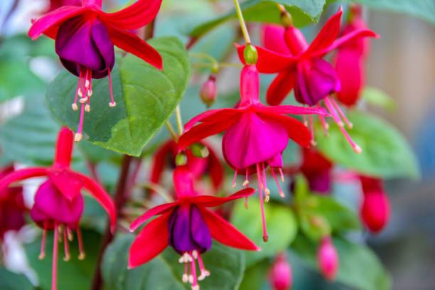 istock Ladies Ear-drops flowers 1466158221